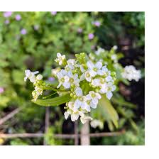 Attēlu rezultāti vaicājumam “Armoracia rusticana flower”