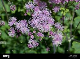 Attēlu rezultāti vaicājumam “Thalictrum aquilegifolium leaf”