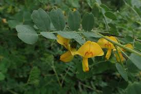 Image result for Colutea arborescens