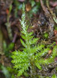Attēlu rezultāti vaicājumam “Callicladium haldanianum”