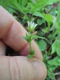 Attēlu rezultāti vaicājumam “Cerastium holosteoides fruit”