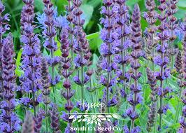 Image result for Hyssopus officinalis