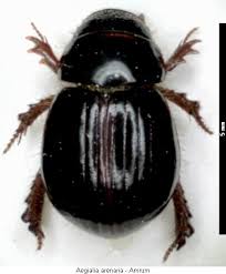 Attēlu rezultāti vaicājumam “Aegialia arenaria”