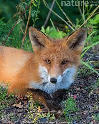 Attēlu rezultāti vaicājumam “Vulpes vulpes  juvenile”