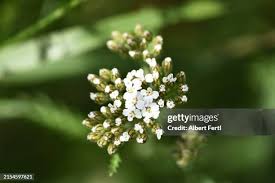 Attēlu rezultāti vaicājumam “Achillea salicifolia”