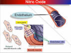 role of the <b>endothelium</b>,
