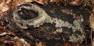 Attēlu rezultāti vaicājumam “Lycogala conicum”