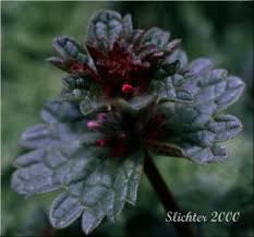 Attēlu rezultāti vaicājumam “Lamium amplexicaule leaf”