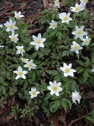 Image result for Buschwindröschen