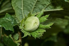 Attēlu rezultāti vaicājumam “Corylus avellana fruit”