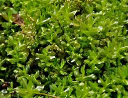 Attēlu rezultāti vaicājumam “Plagiomnium”