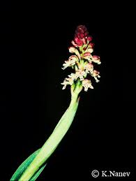 Attēlu rezultāti vaicājumam “Orchis ustulata”