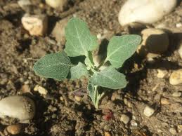 Attēlu rezultāti vaicājumam “Chenopodium polyspermum var. acutifolium flower”