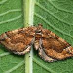 Attēlu rezultāti vaicājumam “Pelurga comitata”