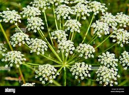 Attēlu rezultāti vaicājumam “Peucedanum oreoselinum flower”