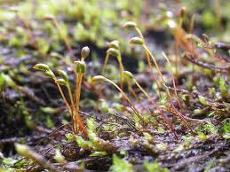 Attēlu rezultāti vaicājumam “Bryoerythrophyllum recurvirostrum sporophyte”