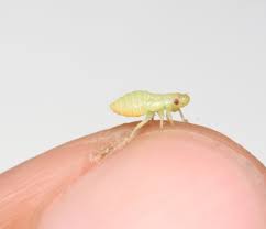 Attēlu rezultāti vaicājumam “Philaenus spumarius nymph”