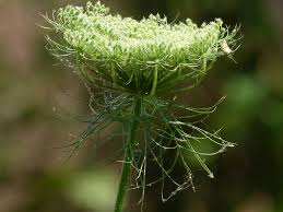 Attēlu rezultāti vaicājumam “Daucus sativus flower”