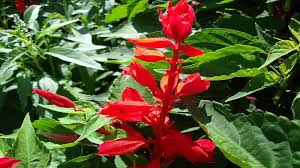 Image result for Salvia splendens