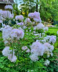 Attēlu rezultāti vaicājumam “Thalictrum aquilegifolium flower”