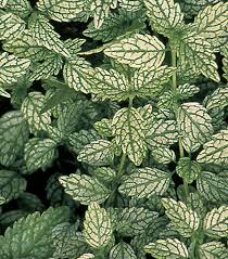 Attēlu rezultāti vaicājumam “Lamiastrum galeobdolon bud”