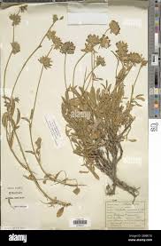 Attēlu rezultāti vaicājumam “Anthyllis maritima”