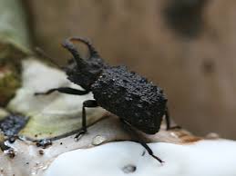 Attēlu rezultāti vaicājumam “Zopheridae”