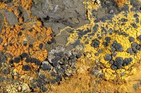 Attēlu rezultāti vaicājumam “Hypocenomyce friesii”