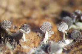 Attēlu rezultāti vaicājumam “Physarum bivalve”