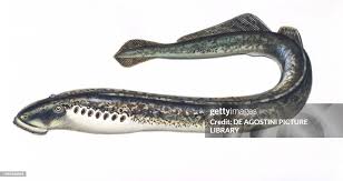 Image result for Petromyzon marinus