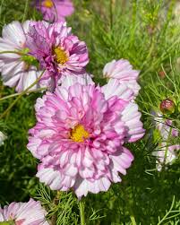 Image result for Cosmos bipinnatus `Double Click`