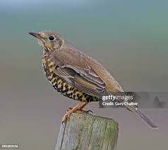 Attēlu rezultāti vaicājumam “Turdus viscivorus adult”