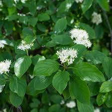 Attēlu rezultāti vaicājumam “Cornus sanguinea”