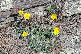 Attēlu rezultāti vaicājumam “Pilosella officinarum leaf”