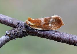 Attēlu rezultāti vaicājumam “Eulia ministrana”