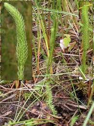 Attēlu rezultāti vaicājumam “Lycopodiella inundata”