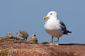 Attēlu rezultāti vaicājumam “Larus argentatus nest”