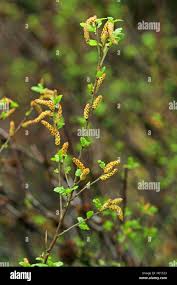 Attēlu rezultāti vaicājumam “Betula humilis”