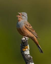 Image result for Emberiza caesia