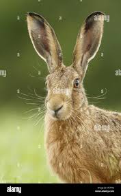 Attēlu rezultāti vaicājumam “Lepus europaeus adult”