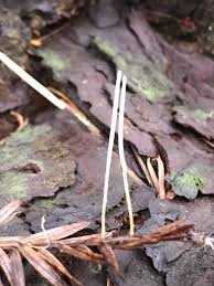 Attēlu rezultāti vaicājumam “Macrotyphula juncea”