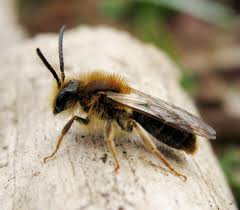 Attēlu rezultāti vaicājumam “Andrena haemorrhoa”