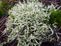Attēlu rezultāti vaicājumam “Cladonia”