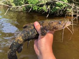 Image result for Pylodictis olivaris