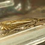 Attēlu rezultāti vaicājumam “Crambus lathoniellus”