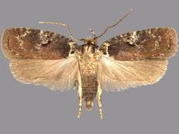 Attēlu rezultāti vaicājumam “Agonopterix hypericella”
