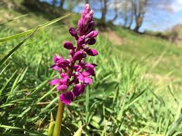 Attēlu rezultāti vaicājumam “Orchis mascula bud”