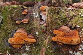 Attēlu rezultāti vaicājumam “Gloeophyllum odoratum”