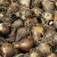 Attēlu rezultāti vaicājumam “Galanthus nivalis fruit”