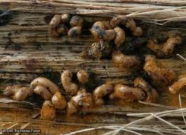 Attēlu rezultāti vaicājumam “Trichia contorta”